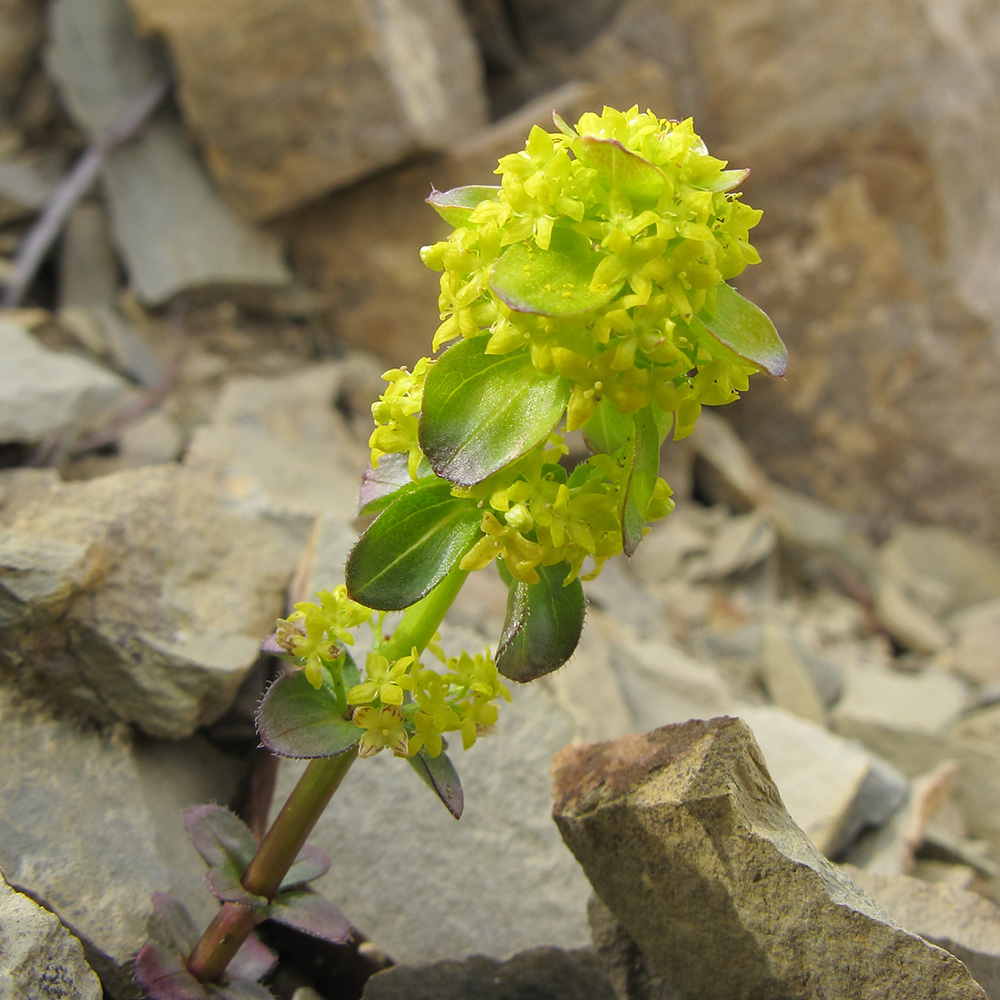 Image of Cruciata laevipes specimen.