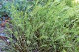 Poa subspecies vivipara