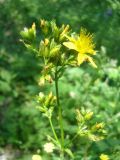 Hypericum montanum