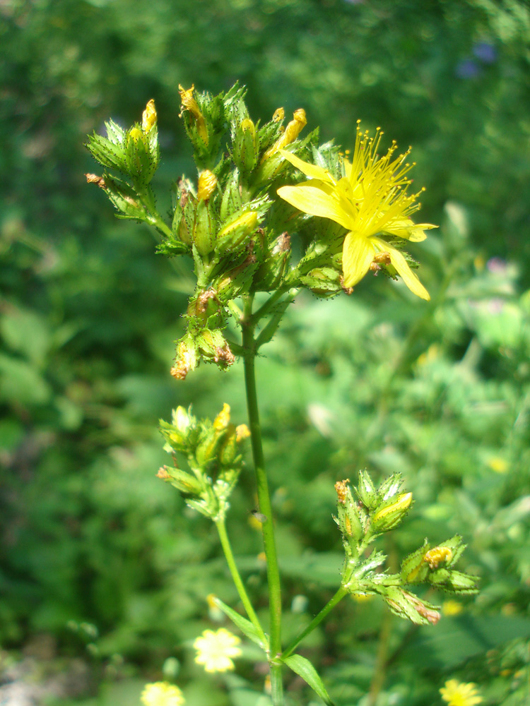 Изображение особи Hypericum montanum.