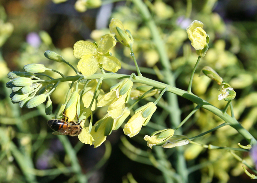 Изображение особи Brassica oleracea var. italica.