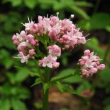 Valeriana tripteris. Соцветие. Украина, Закарпатская обл,, Раховский р-н, в широколиственном (буковом) лесу. 3 мая 2008 г.