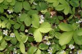 Fragaria chiloensis. Цветущее растение. Германия, г. Дюссельдорф, Ботанический сад университета. 04.05.2014.