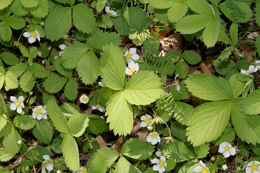 Изображение особи Fragaria chiloensis.