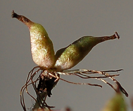 Изображение особи Micranthes manchuriensis.
