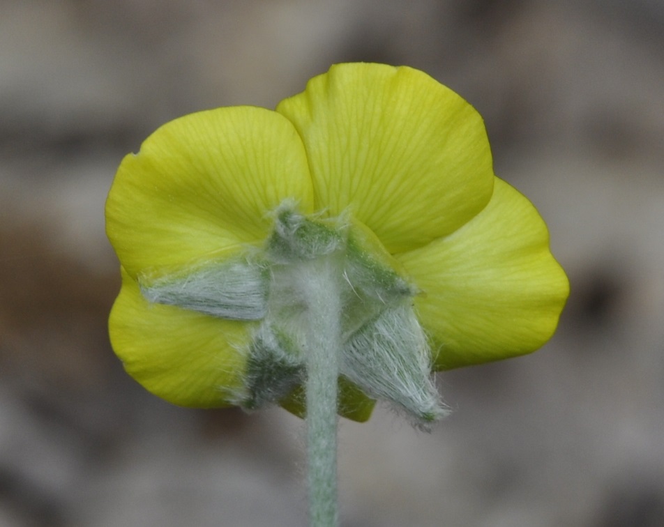 Изображение особи Ranunculus illyricus.