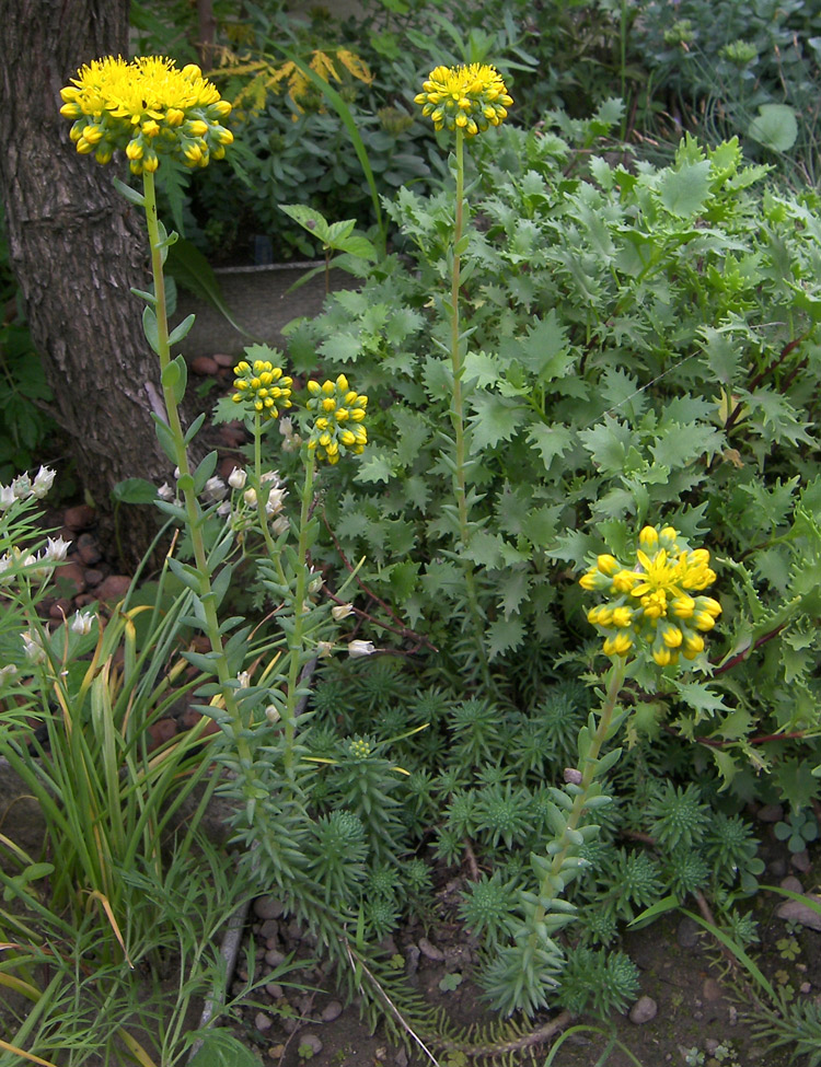 Image of Sedum forsterianum specimen.