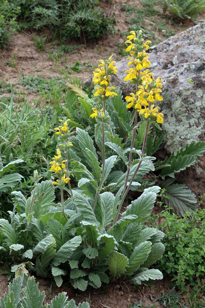 Изображение особи Phlomoides fulgens.