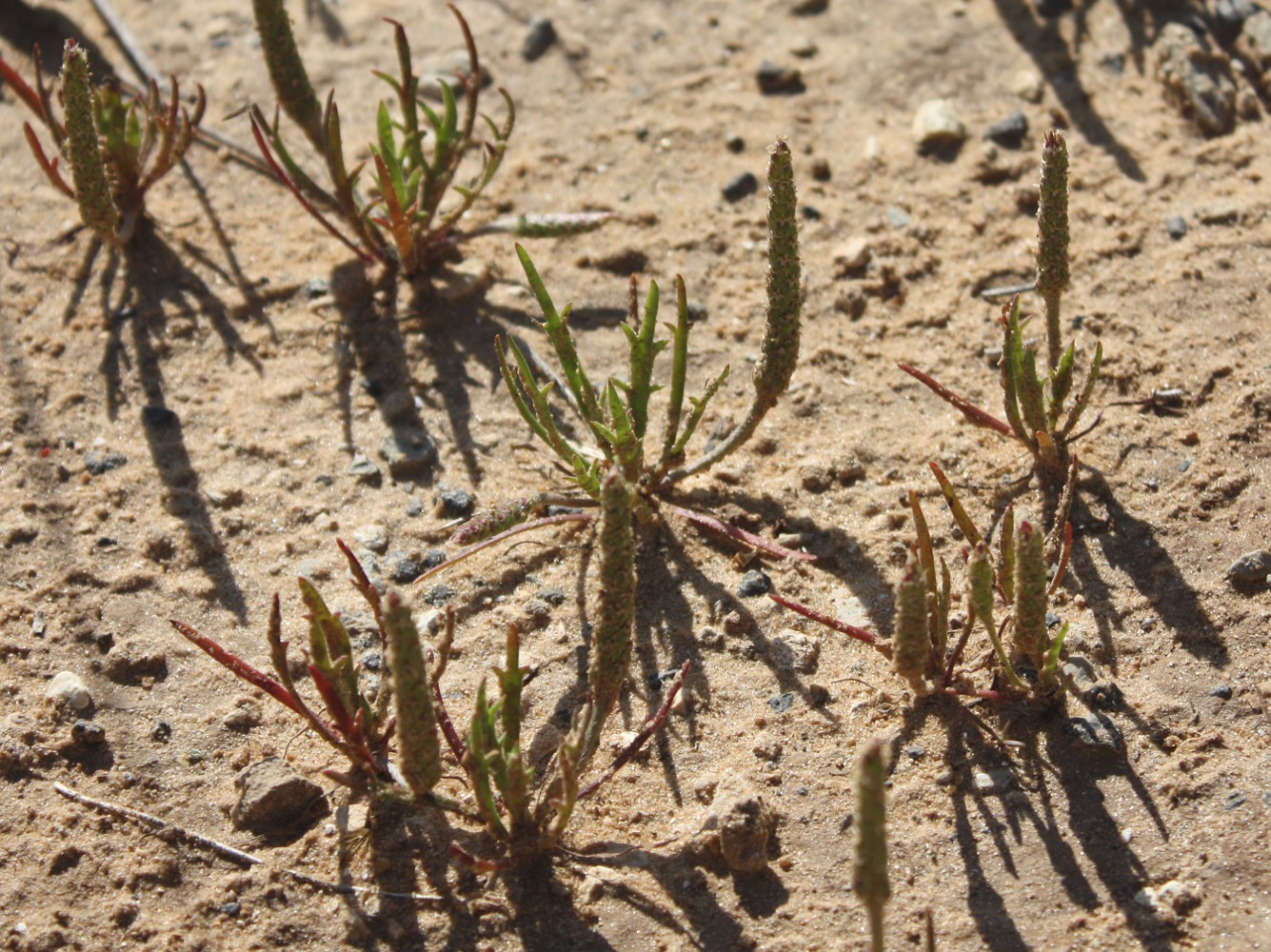 Изображение особи Plantago weldenii.