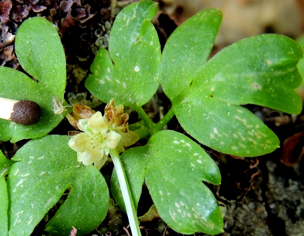 Изображение особи Adoxa moschatellina.