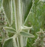 Stachys germanica