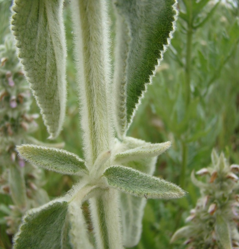 Image of Stachys germanica specimen.