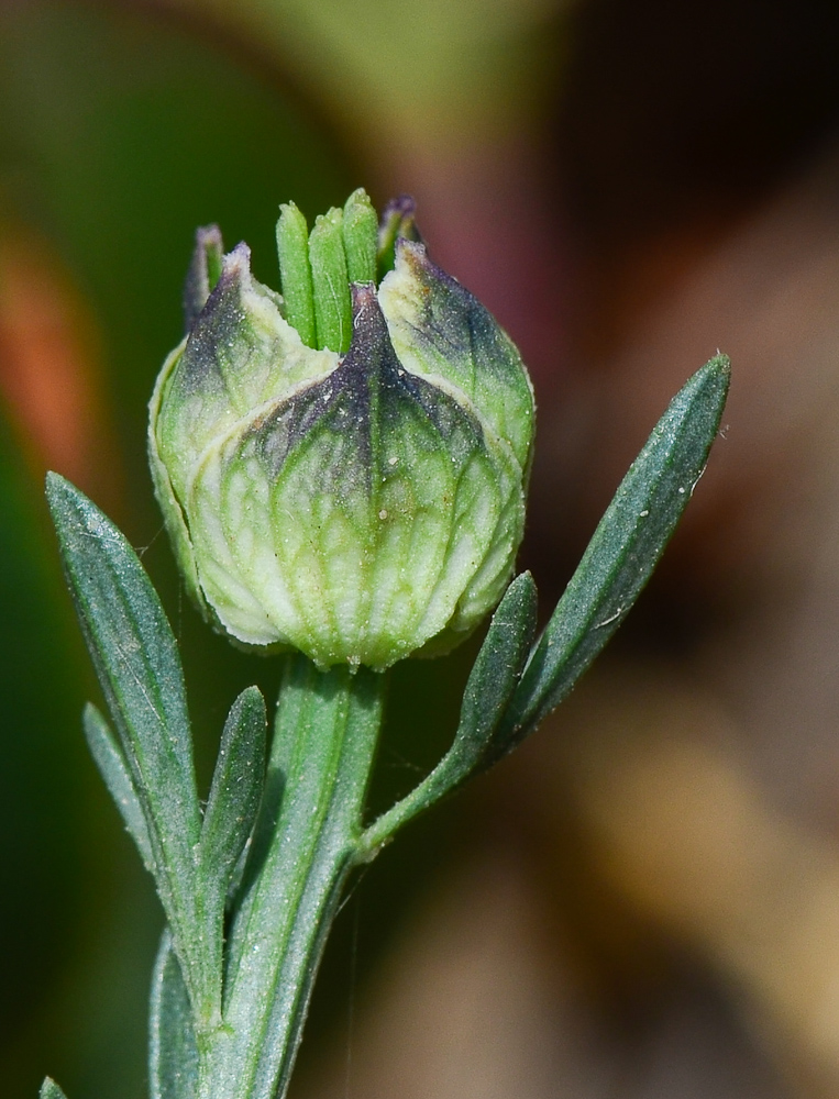 Image of Nigella arvensis specimen.