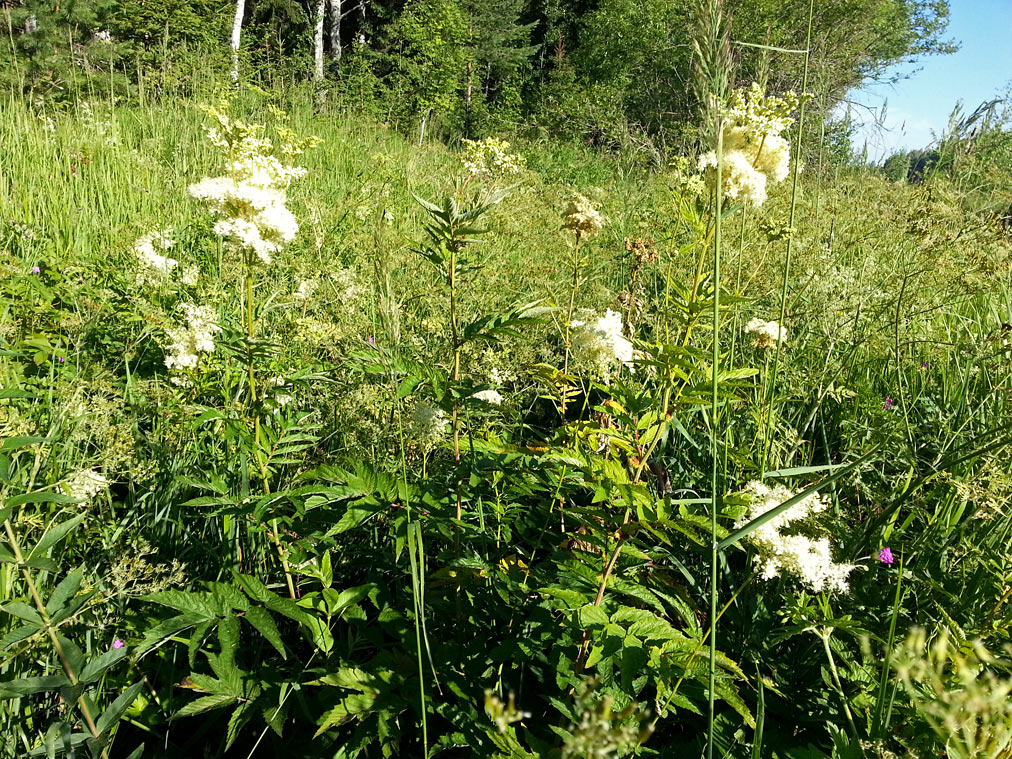 Изображение особи Filipendula ulmaria.