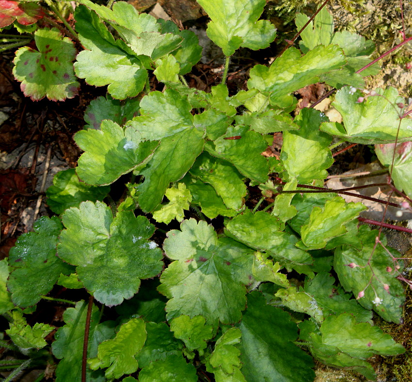 Image of Heuchera americana specimen.