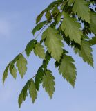 Koelreuteria paniculata