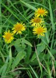 Inula britannica