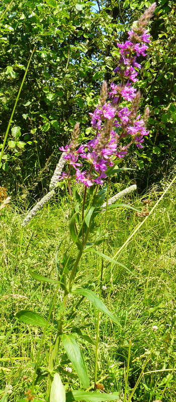 Image of Lythrum salicaria specimen.