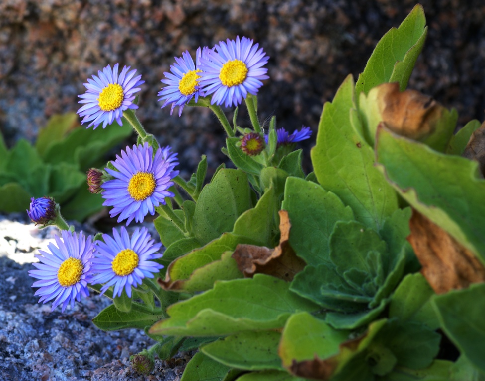 Image of Aster spathulifolius specimen.