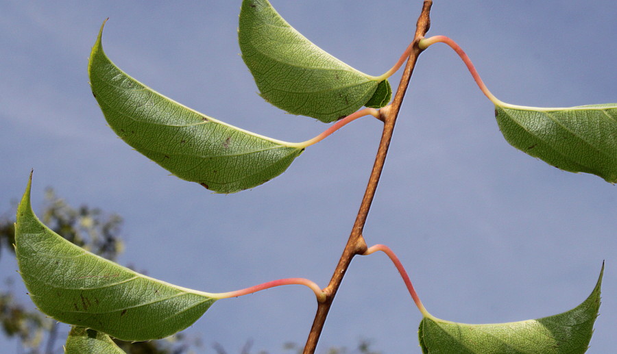 Изображение особи Actinidia arguta.