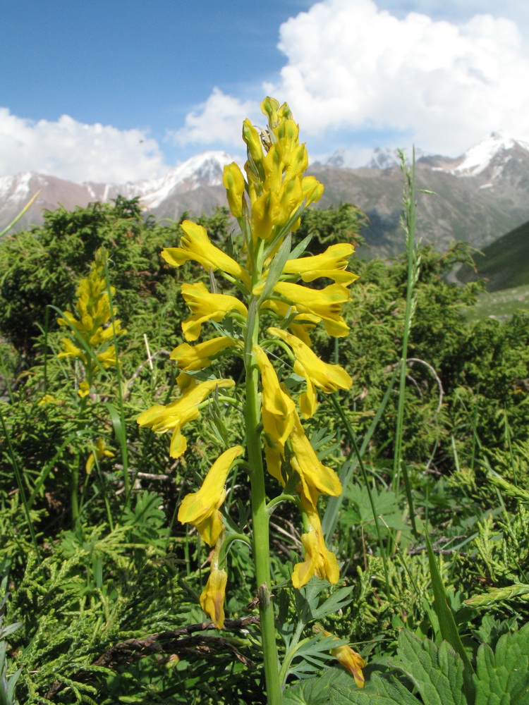 Image of Corydalis gortschakovii specimen.
