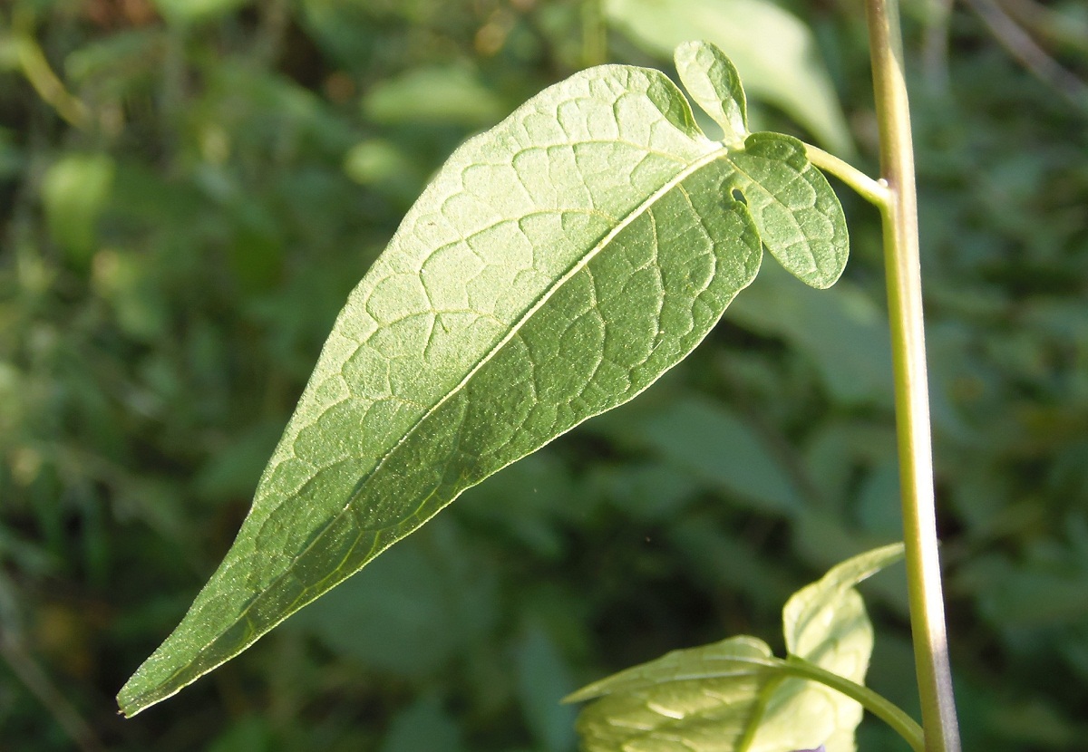 Image of Solanum dulcamara specimen.