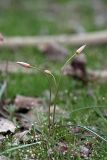Tulipa buhseana. Зацветающее растение. Южный Казахстан, левобережье Сыр-Дарьи выше Сюткента. 30.03.2014.