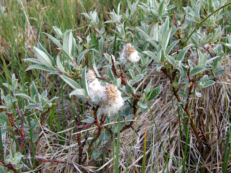 Image of Salix lapponum specimen.