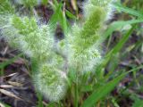 Polypogon monspeliensis