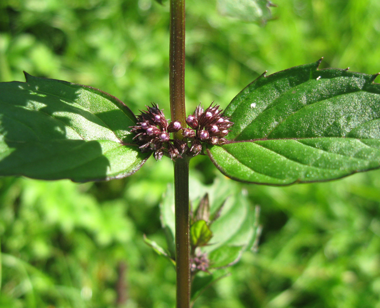 Image of Mentha &times; gracilis specimen.