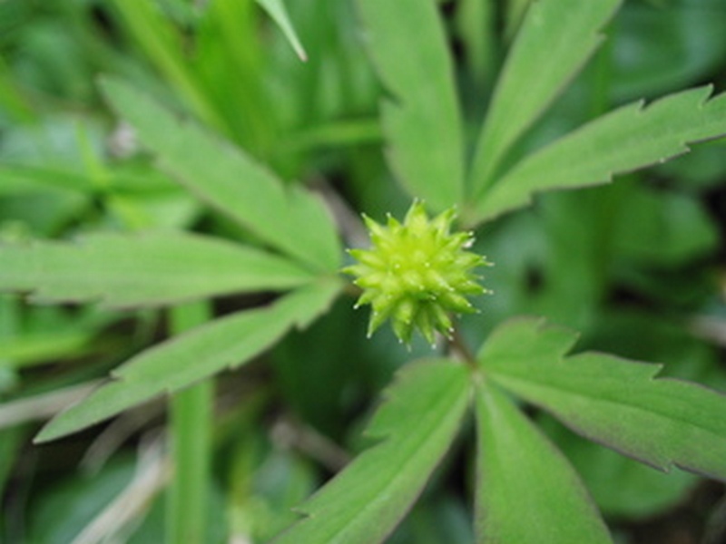 Image of Anemone debilis specimen.