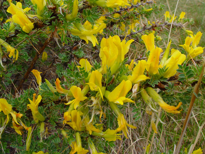 Изображение особи Caragana pleiophylla.