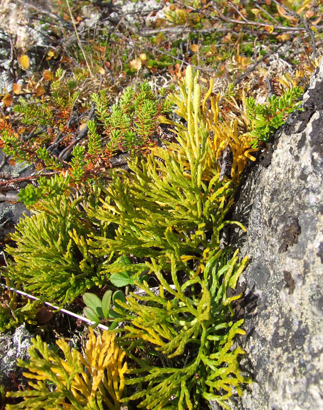 Image of Diphasiastrum montellii specimen.