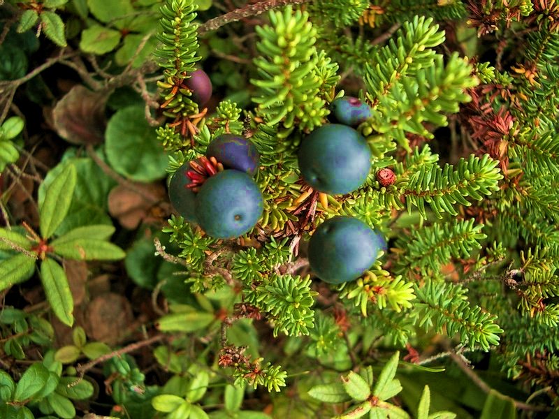 Изображение особи Empetrum nigrum.