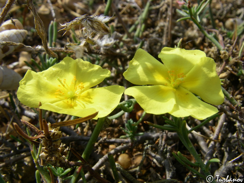 Image of Fumana procumbens specimen.