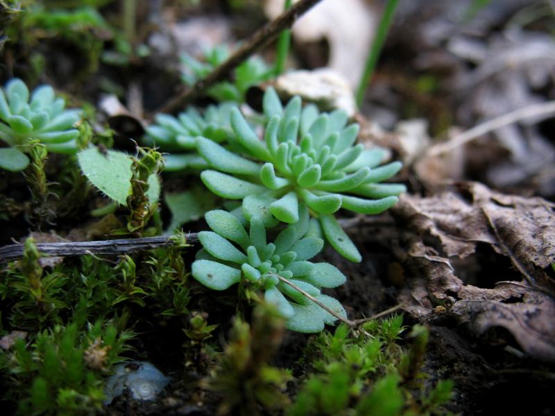 Image of Sedum hispanicum specimen.