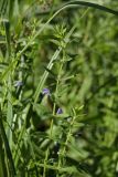 Scutellaria galericulata. Верхушка цветущего растения. Белгородская обл., окр. пос. Борисовка, \"Лес на Ворскле\", манниковый луг в пойме р. Ворскла. 29.06.2009.