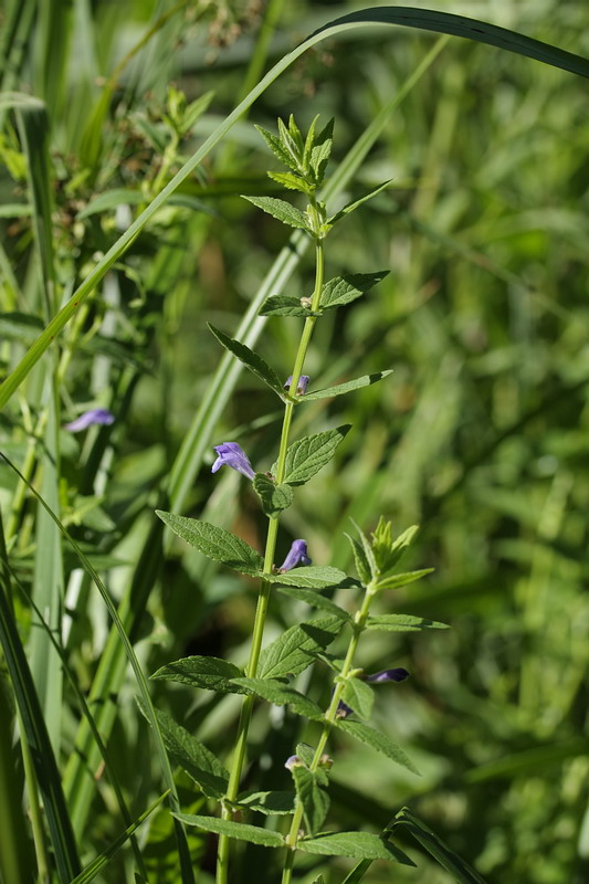 Image of Scutellaria galericulata specimen.