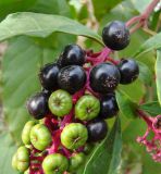 Phytolacca americana