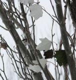 Populus alba