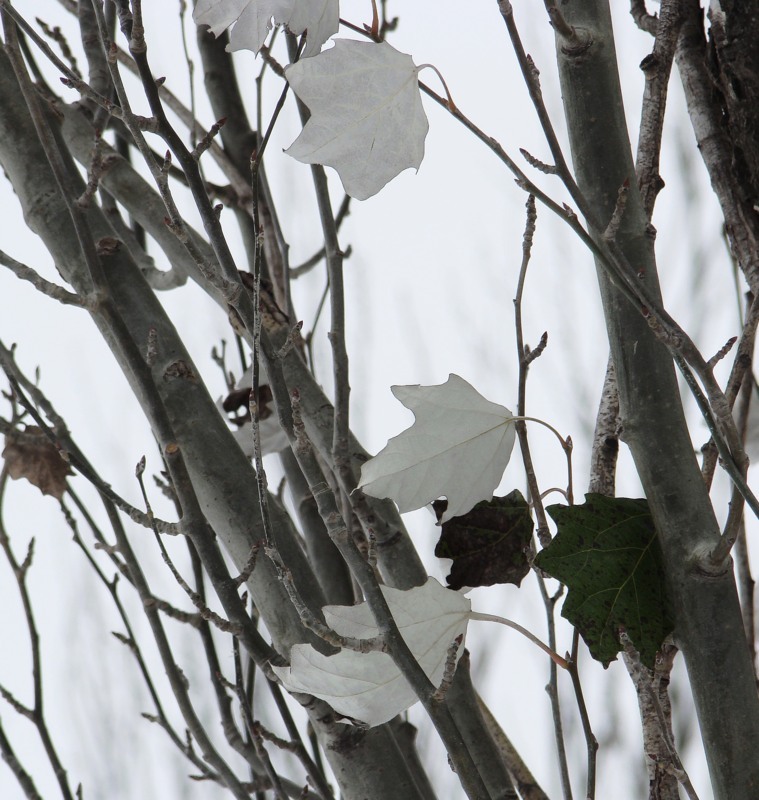 Image of Populus alba specimen.