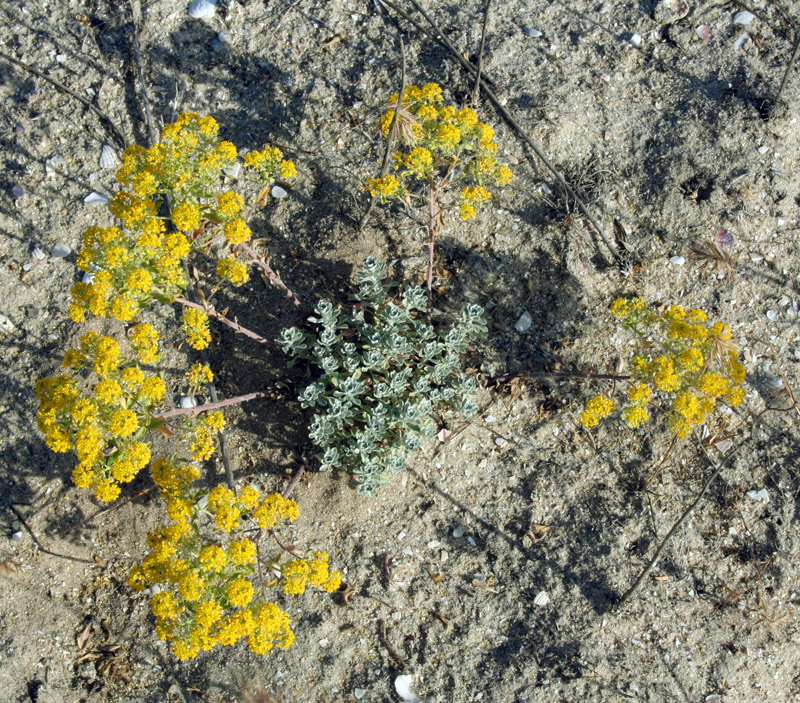 Image of Odontarrhena borzaeana specimen.