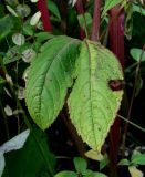 Impatiens glandulifera