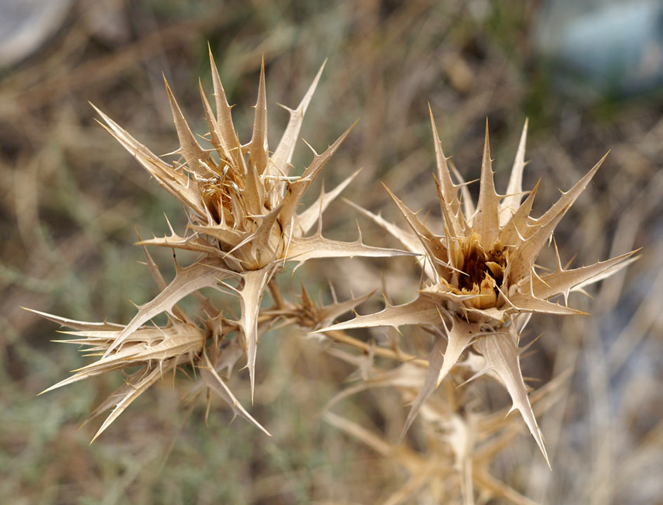 Image of Carthamus &times; turkestanicus specimen.