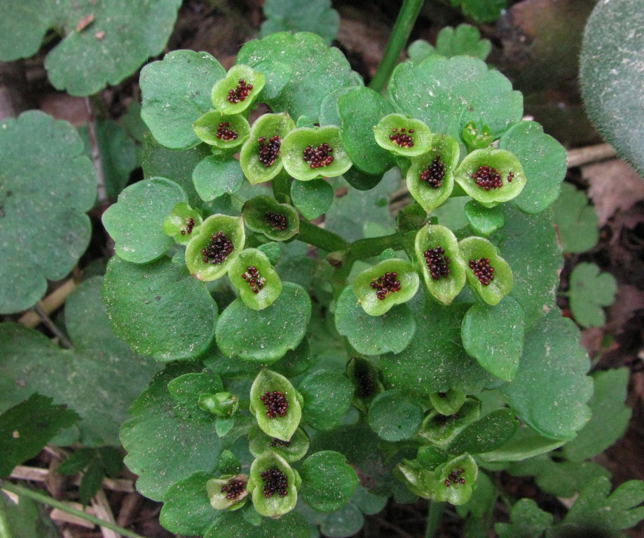 Изображение особи Chrysosplenium alternifolium.