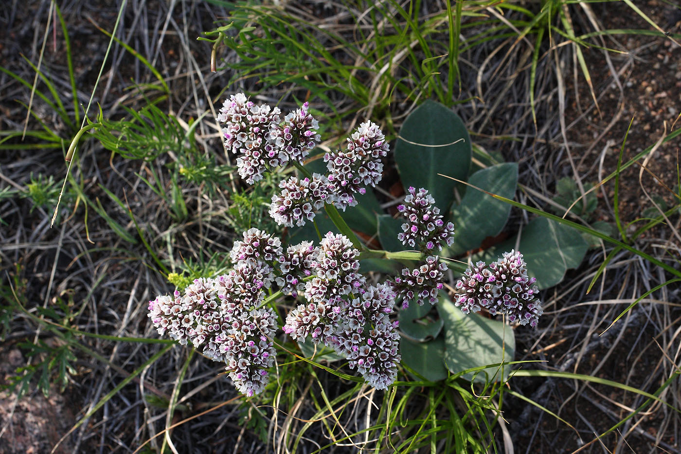 Изображение особи Goniolimon speciosum.