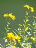 Helianthus tuberosus