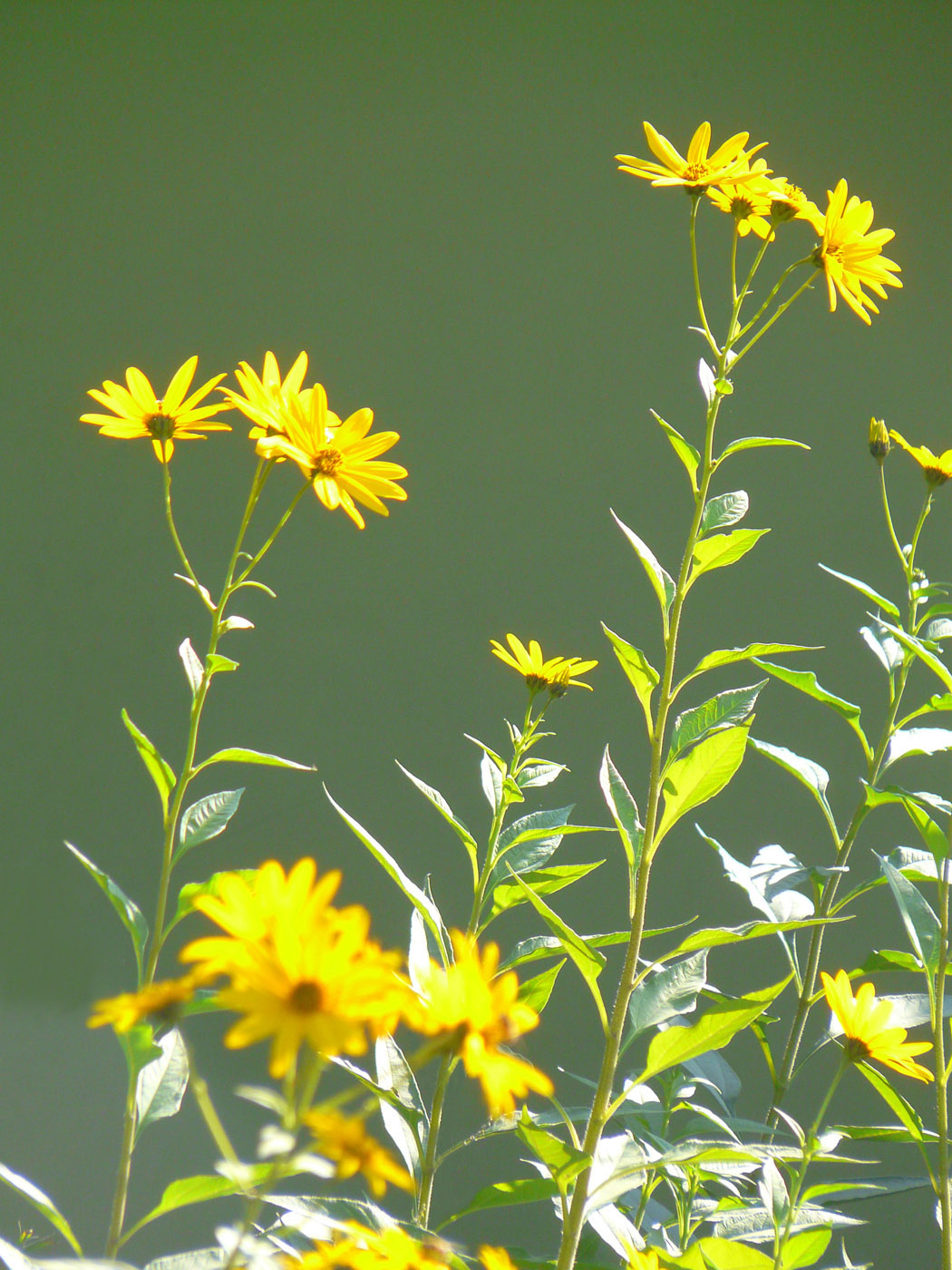 Image of Helianthus tuberosus specimen.