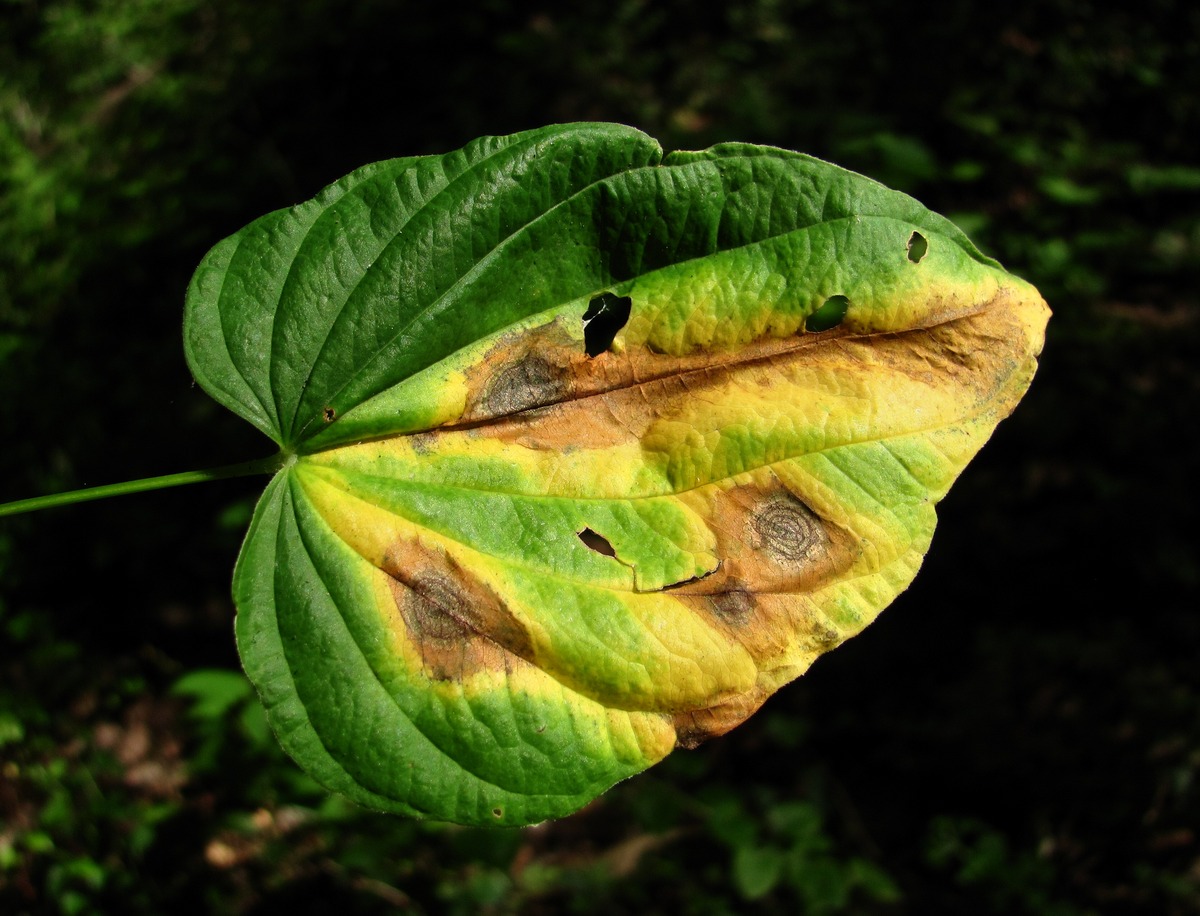 Image of Dioscorea caucasica specimen.