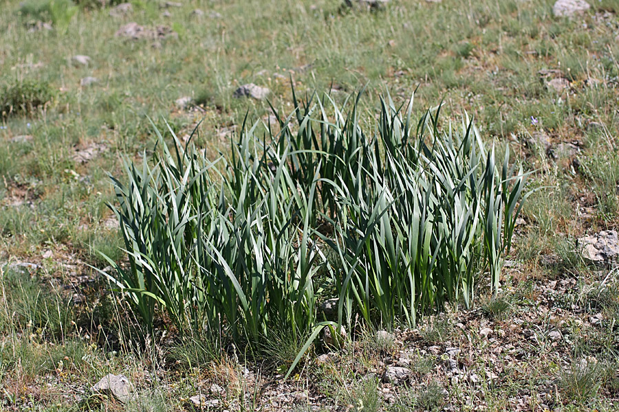 Image of Iris halophila specimen.